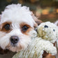 Barnyard HuggleFlatties™ Assorted Durable Plush Dog Toys (3pk)