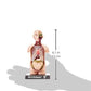 Tedco Bio Signs Human Anatomy - Torso