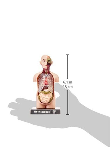 Tedco Bio Signs Human Anatomy - Torso