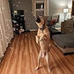Dog Bubbles - Bubbletastic Bacon Scented Bubbles - 2 Pack - Includes Wands! 16Oz Total!