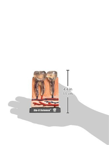 Bio Signs Human Anatomy - Teeth & Gums