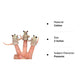 Mcphee 3 Pack Finger Possums Finger Puppets