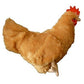 Adore Plush 12" Standing Buffy The Hen Chicken Plush Toy - Multi-color, Soft Material, Perfect for Kids and Collectors
