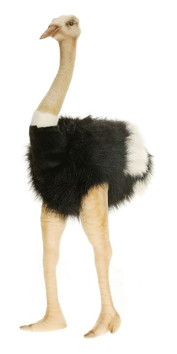 Hansa - Male Ostrich 3268