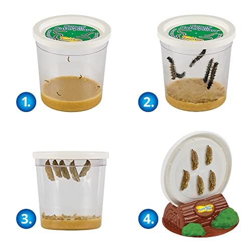 Insect Lore Butterfly Garden Kit - Live Caterpillars, Habitat, STEM Journal, 11.5" Multi, Model 10416