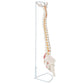 Cranstein A-311 Spine Model with Pelvis and Thigh Stockings Painted Colourful Anatomy Model as Learning Model or Teaching Aid