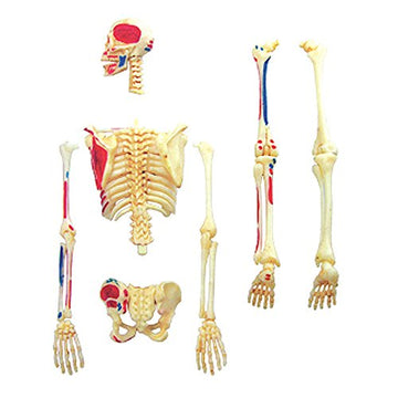 4D Visions Models Visible Human Skeleton Anatomy Kit, One Color
