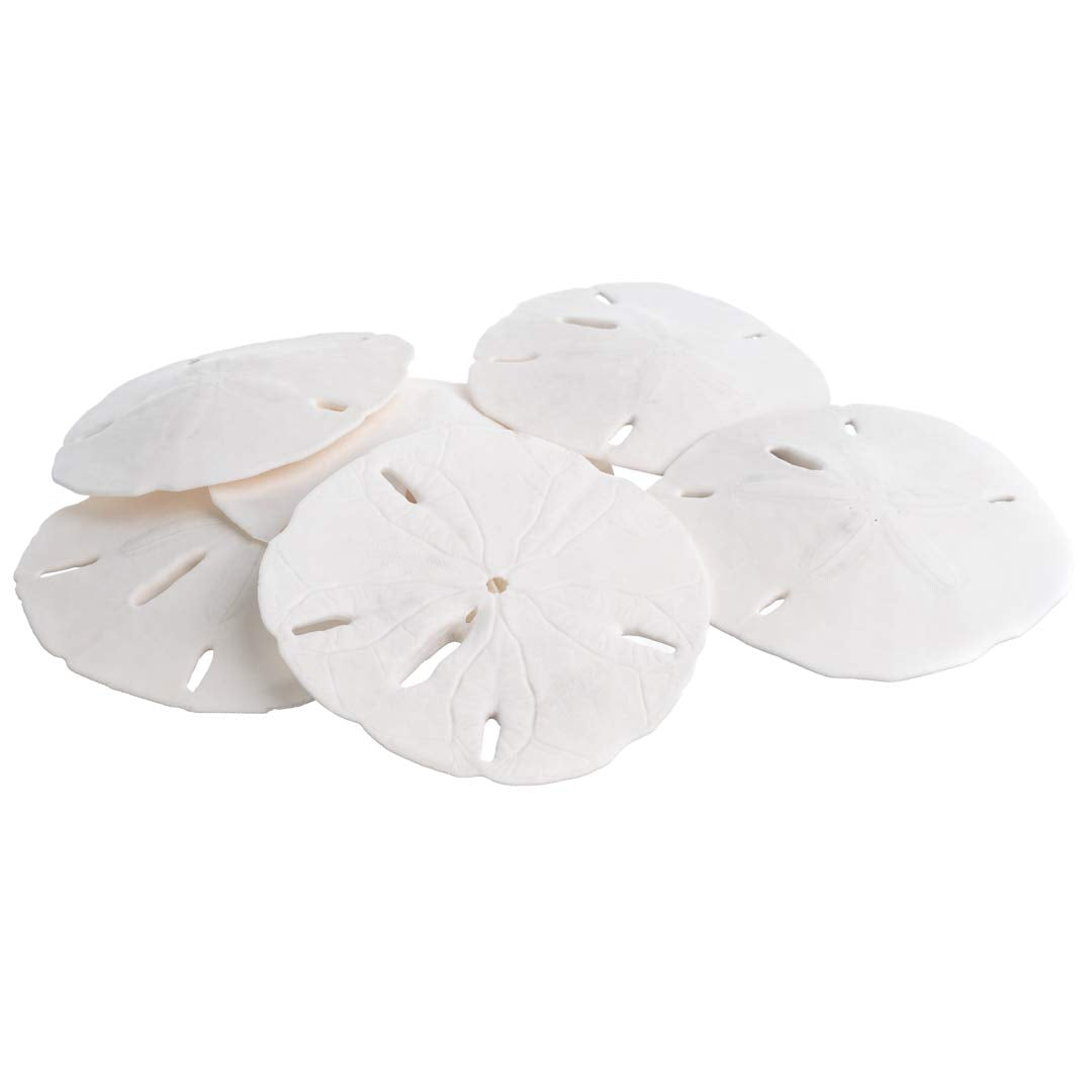 Sand Dollar | Real Sand Dollars 3 to 3 1/2 (Set of 6) | Sand Dollar Shells | Plus Free Nautical eBook by Joseph Rains