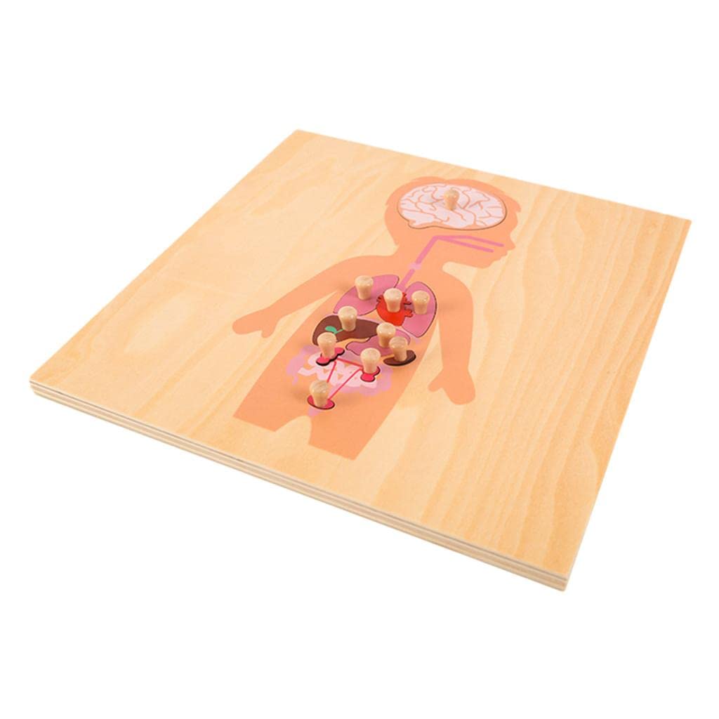 ATORSE Human Body Organ Structure Puzzle Ages 3+ Kids Gift for Boy and Girl