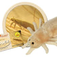 GIANT MICROBES Louse Plush Toy - 7" Tan Educational Gift for Lice Awareness, Ideal for Families and Insect Lovers
