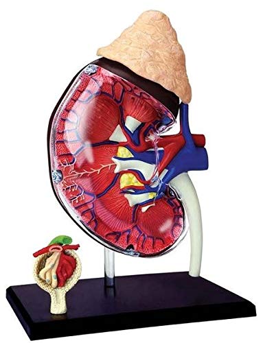 4D Master Human Anatomy Kidney Model Kit, One Color