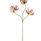 Botanica #2559