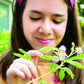 Tickleme Plant Birthday Party Favors (Pack Of 2) Leaves Fold When You Tickle It, Minutes Later The Leaves Re-Open - Fun Interact