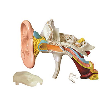 Famemaster 4D-Vision Human Ear Anatomy Model Multi-Colored, 10'