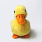 Tammyflyfly Yellow Chick Stuffed Animal Chicken White 5 Inches, 12Cm, Plush Toy, Duck Soft Toy (1Yellow Duck)