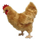 Adore 12'' Standing Buffy The Hen Chicken Plush Stuffed Animal Toy