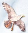 Jackite Sea Gull Kite, 42.5' Wingspan