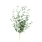 Botanica #984