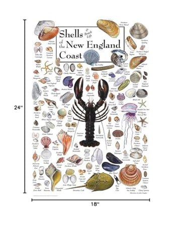 Heritage Puzzle 550-Piece Shells of New England - Cardboard, 18" x 24", Made in the USA
