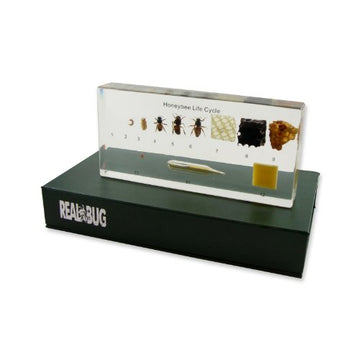 Real Bug Acrylic Honeybee Life Cycle Bioplast Block, 6-1/2' Width X 3-5/32' Height X 0.91' Thickness
