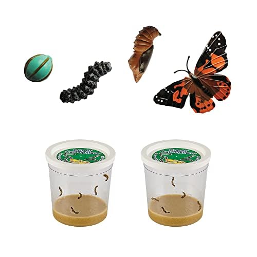 Insect Lore Butterfly Garden With Two Cups Of Live Caterpillars, Life Cycle Figurines, English And Spanish Butterfly Stem Activity Journals | 10 Painted Lady Butterfly Baby Caterpillars