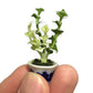 3pc Miniature Flower Clay Dollhouse Fairy Garden Mini Plant Trees Ceramic Paint Furniture Bundles Artificial Flowers Tiny Orchid