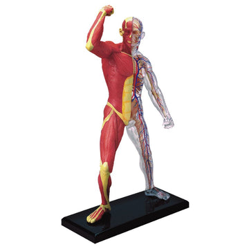 Famemaster 4D-Vision Human Muscle And Skeleton Anatomy Model Multi-Colored, 10'