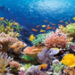 Castorland 'Coral Reef Fishes Puzzle (1000 Piece)