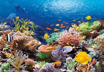 Castorland 'Coral Reef Fishes Puzzle (1000 Piece)