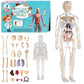 Human Body Parts Puzzle Educational Anatomy Toy For Kids Educational Montessori Learning Puzzle For Kids Removable Bones & Organ