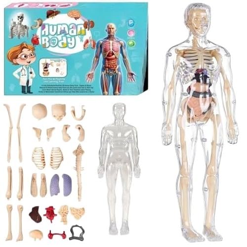 Human Body Parts Puzzle Educational Anatomy Toy For Kids Educational Montessori Learning Puzzle For Kids Removable Bones & Organ