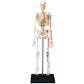 4D Visions Models Visible Human Skeleton Anatomy Kit, One Color