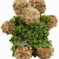 Teddy Bear - Large - Sphagnum Moss Topiary Form