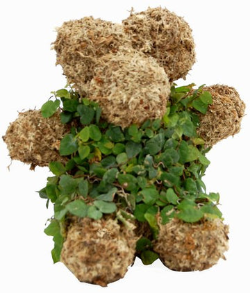 Teddy Bear - Large - Sphagnum Moss Topiary Form