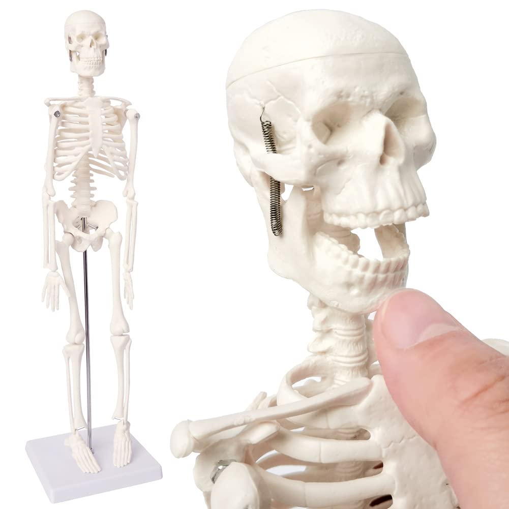 Evotech Mini Human Skeleton Model For Anatomy, 17.7'' Full Body Human Skeleton Model With Movable Arms And Legs On Plastic Base For Medical Teaching Learning, Kids Learning Education Display Tool