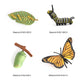 Butterfly Growth Cycle, Animal Growth Cycle Biological Model, Growth Stage Lifelike Butterfly Life Cycle Model Set For Kids Educ