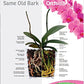 Absolute Unlimited Orchiata Orchid Bark - 100% Pure New Zealand Pinus Radiata, 3/8” to 1/2” Size for Aeration and Longevity