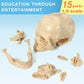 Evotech Mini Human Skull Model, Didactic 15 Parts Palm-Sized Anatomy Skull Model, Exploded Skull, Medical Anatomy Physiology Tea