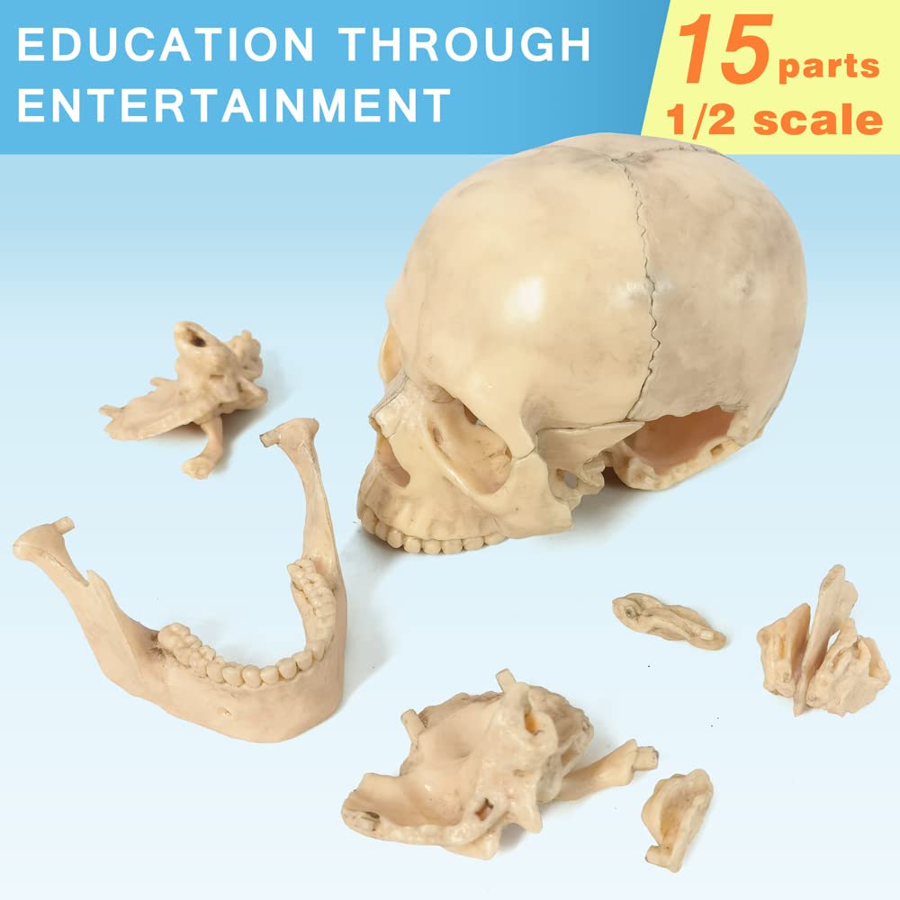 Evotech Mini Human Skull Model, Didactic 15 Parts Palm-Sized Anatomy Skull Model, Exploded Skull, Medical Anatomy Physiology Tea