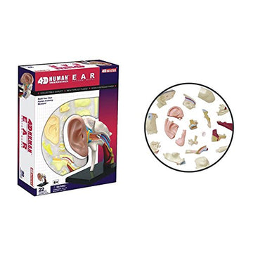 Famemaster 4D-Vision Human Ear Anatomy Model Multi-Colored, 10'