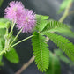 Tickleme Plant Birthday Party Favors (Pack Of 2) Leaves Fold When You Tickle It, Minutes Later The Leaves Re-Open - Fun Interact
