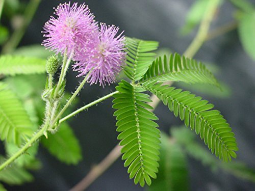 Tickleme Plant Birthday Party Favors (Pack Of 2) Leaves Fold When You Tickle It, Minutes Later The Leaves Re-Open - Fun Interact