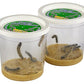 Insect Lore Butterfly Garden - 12 Habitat with Live Caterpillars | STEM Education Kit for Kids