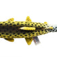 Ha Trout Fish 14' By Hansa