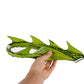 Newl Halloween Cosplay Demon Dragon Tail Diy Carnival 2024 Halloween Purim Decoration For Kids Boy And Girl Toy Costume (Green T