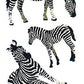 Jillson & Roberts Bulk Roll Prismatic Stickers, Zebras - 50 Repeats