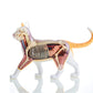 4D Vision Orange Tabby Cat Skeleton & Anatomy Model Kit
