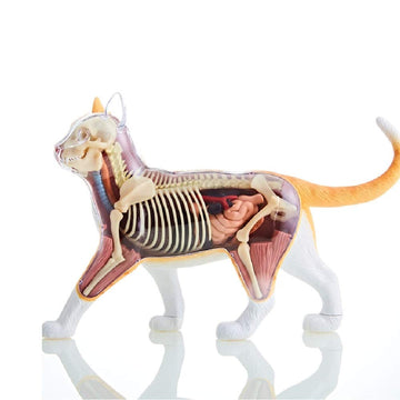 4D Vision Orange Tabby Cat Skeleton & Anatomy Model Kit