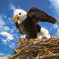 Folkmanis 3114 Small Eagle Hand Puppet