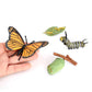 Butterfly Growth Cycle, Animal Growth Cycle Biological Model, Growth Stage Lifelike Butterfly Life Cycle Model Set For Kids Educ